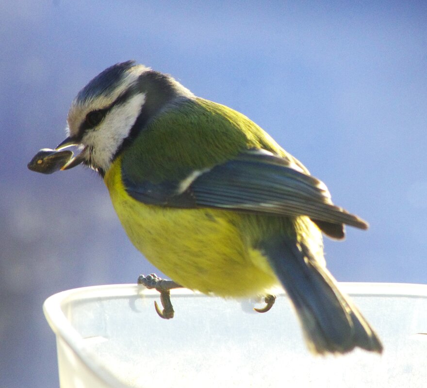 Лазоревка с семечком... - Юрий Куликов