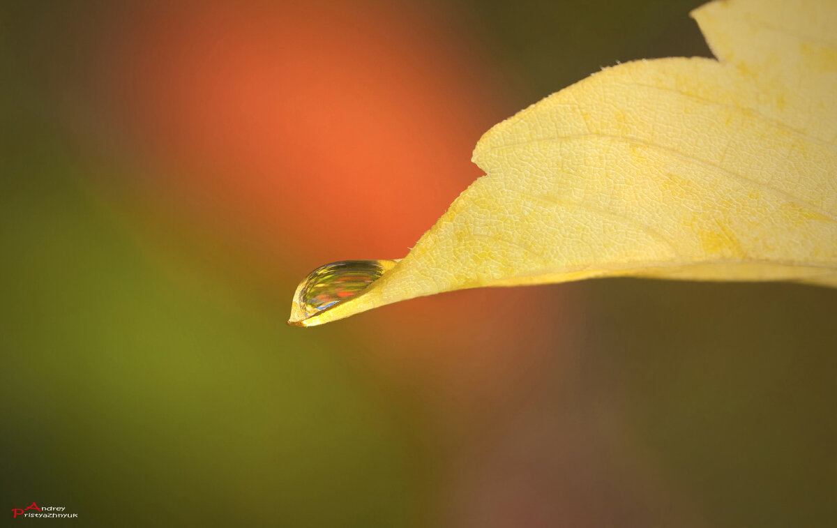 На листике - Андрей Пристяжнюк