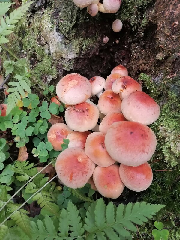 ** - Зоя Мишина