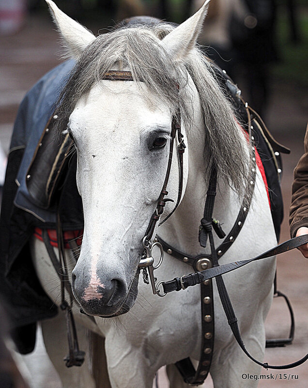 в ожидании - Олег Лукьянов