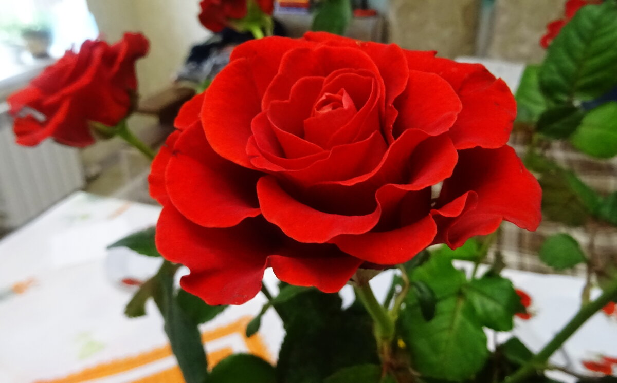 Розы для Татьян! - Татьяна Р Розы для Татьян! - Татьяна Р