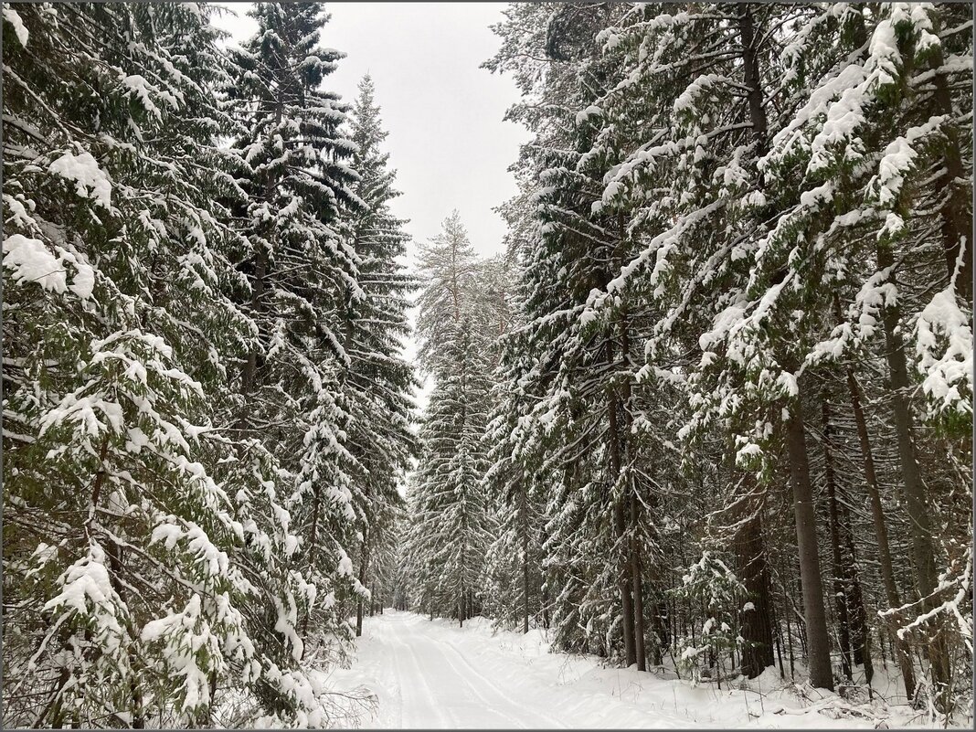 Зимний лес ... - Валентина Надсон