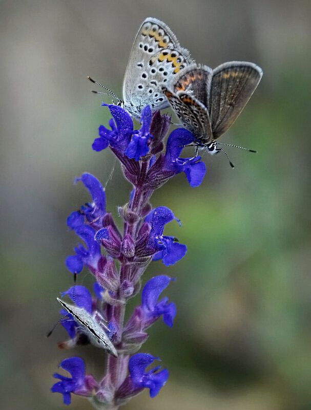 Голубянки - Надежда Куркина 