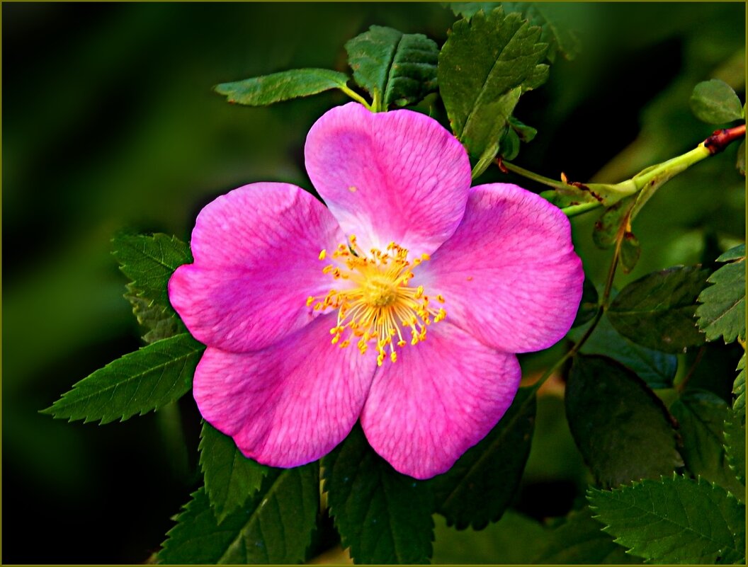 Цвет шиповника ... - Валентина Надсон