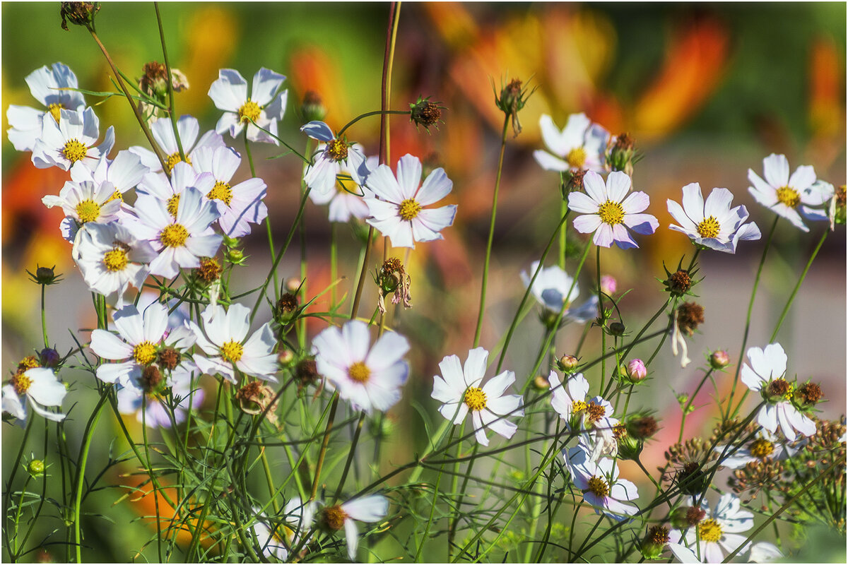 Картинка лета - Валентин Котляров