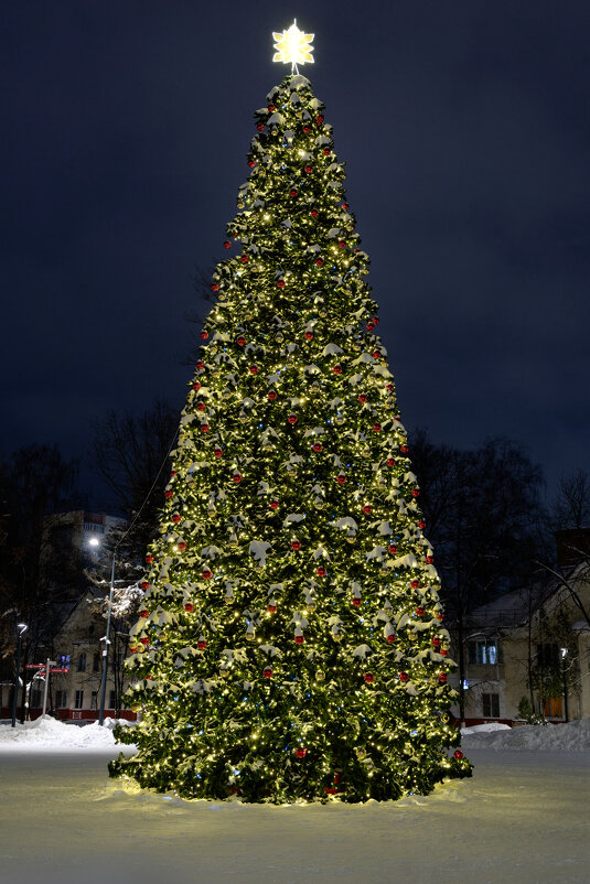 Новогодняя красавица - Dar(k) Life