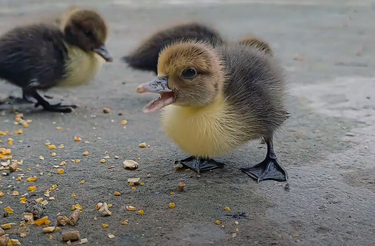 Утята мускусные индоутки - Aleksey Afonin