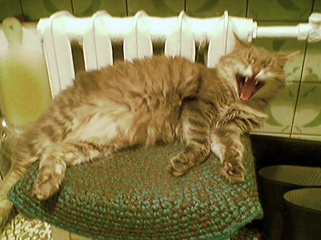 Зевок - Андрей Зореславович Волков