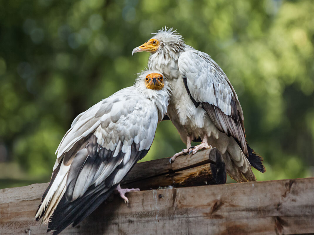 Египетский стервятник - SanSan 