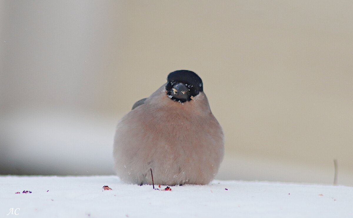 Пушистая красавица - Любовь Сахарова