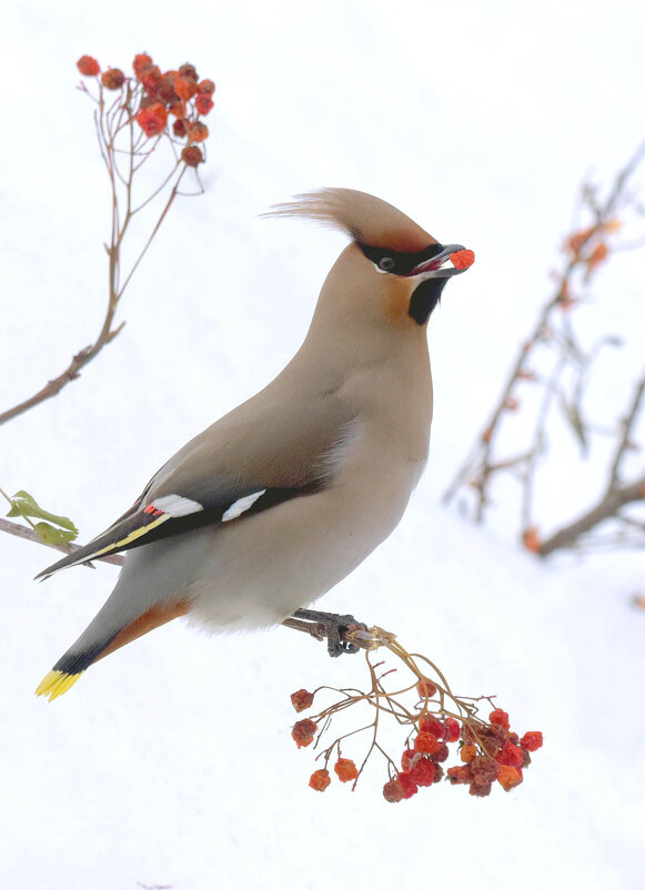 Красавчик - Михаил Белоусов
