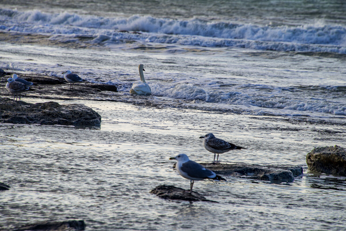 Каспий - Анатолий Чикчирный