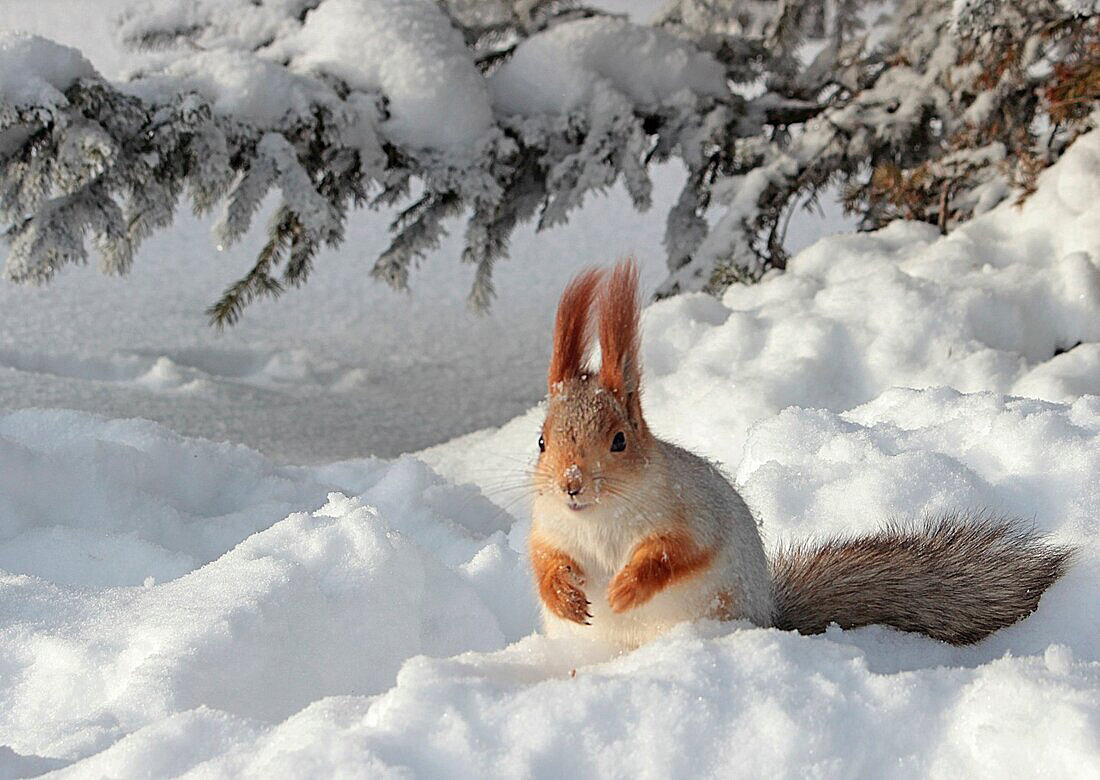 Холодно зимой... - елена беликова