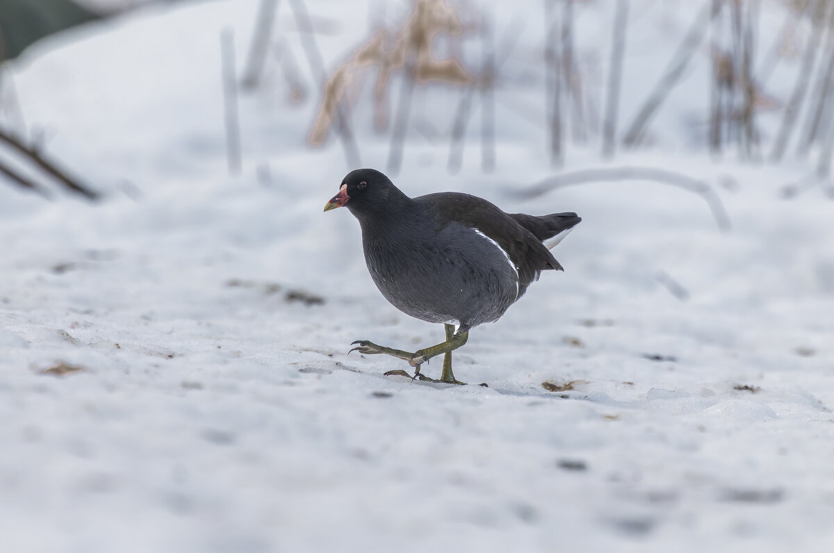 камышница - юрий макаров