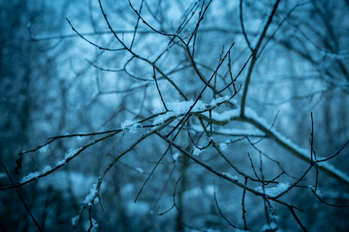 Снег на ветках - Илья Шенгелия