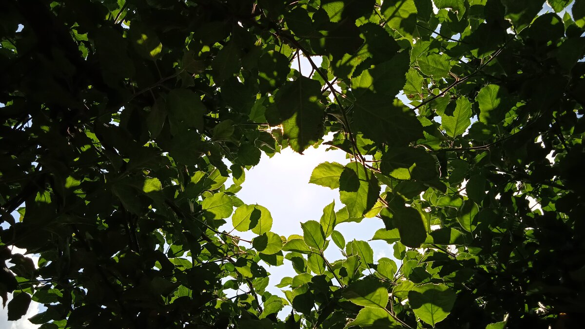 под сенью яблонь - Елена Шаламова