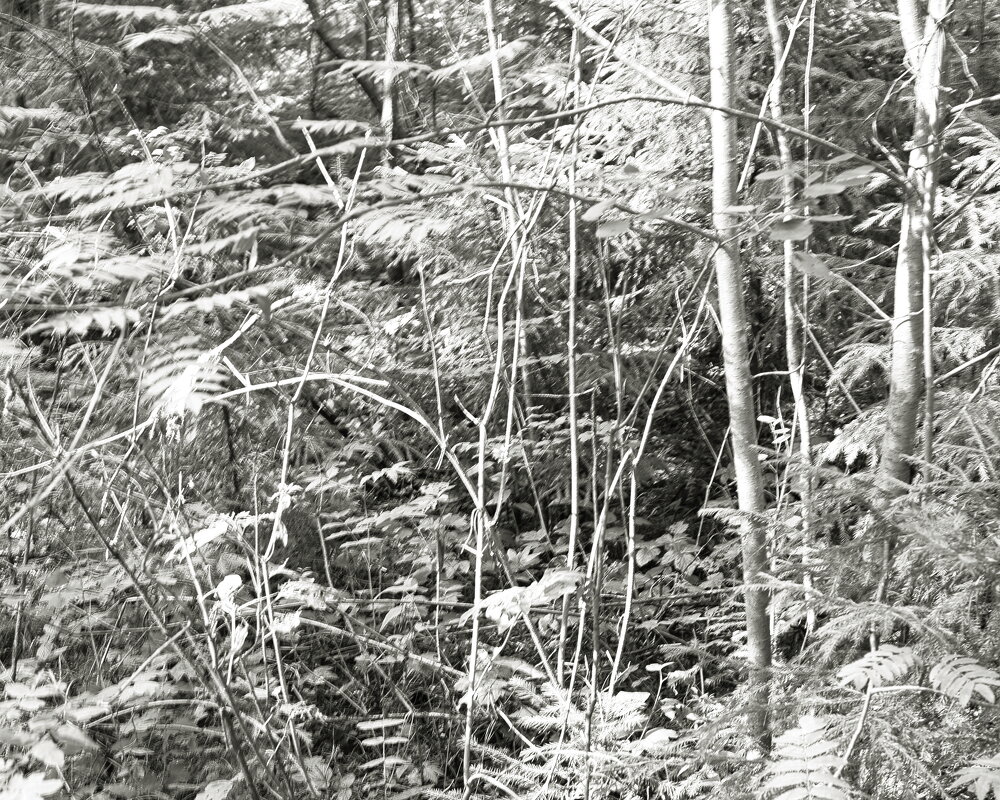 Фотография - Денис Безногов