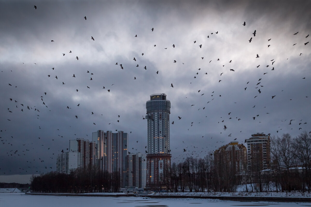 Птицы - Игорь Шевченко