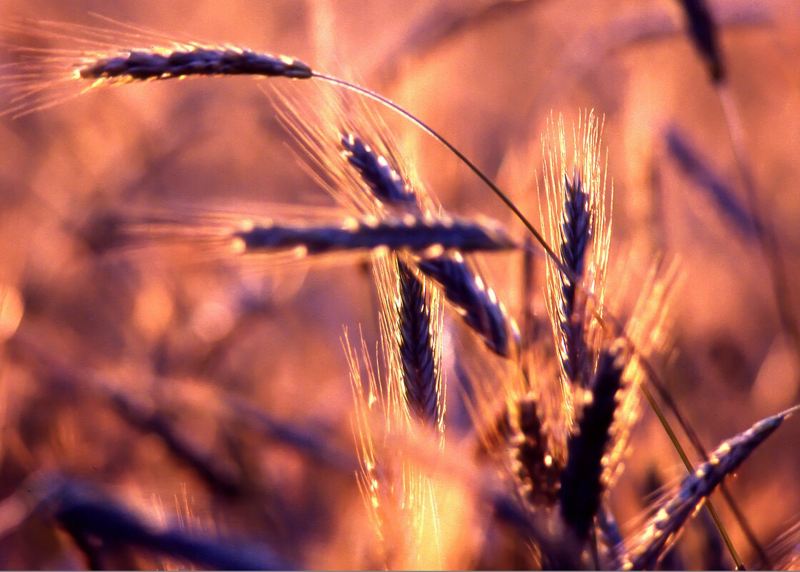 ХЛЕБ - Юрий Иванов