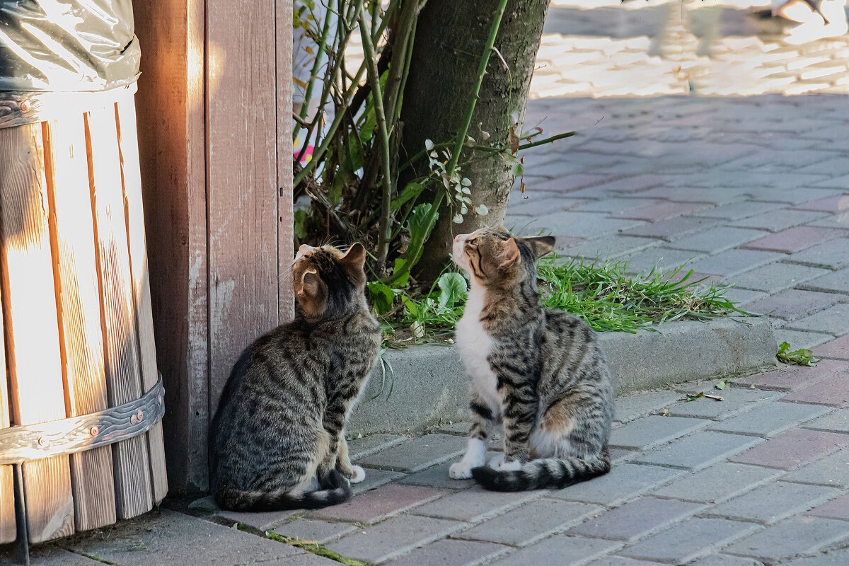 может нам тоже что-нибудь дадут... - navalon M