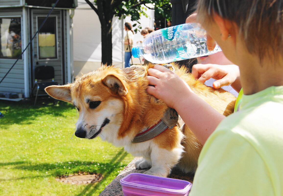 ЖАРКО ВСЕМ - Виктор Никитенко