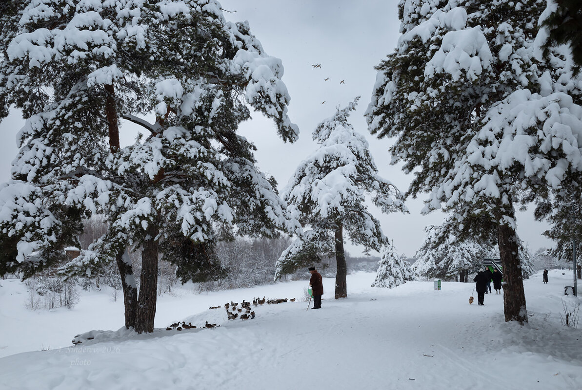 Зимняя природа с утками - Александр Синдерёв