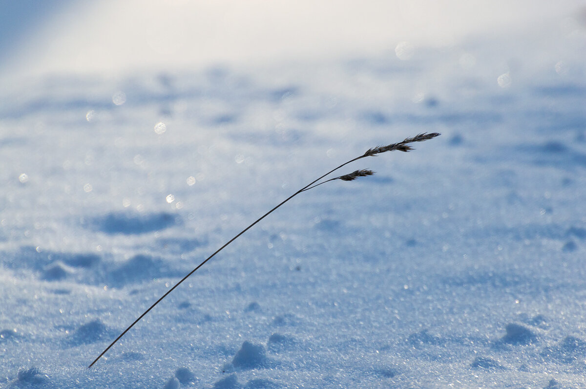 В парке. Мороз. - Андрей Андрианов