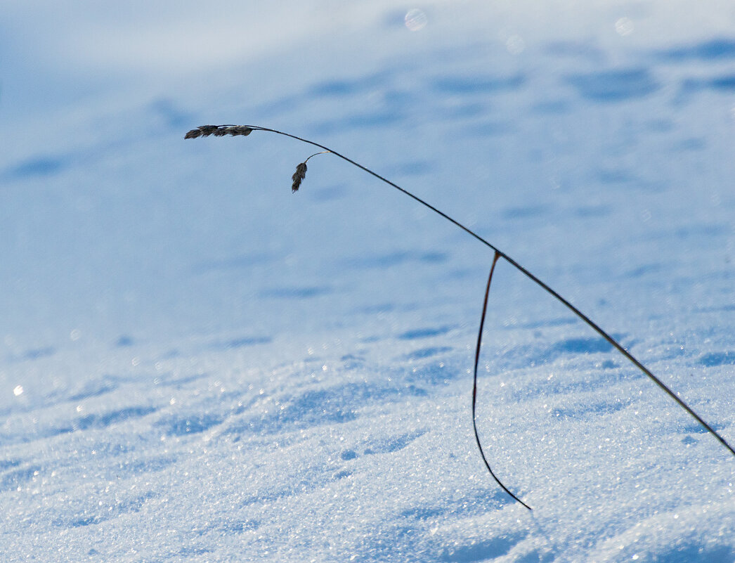 В парке. Мороз. - Андрей Андрианов