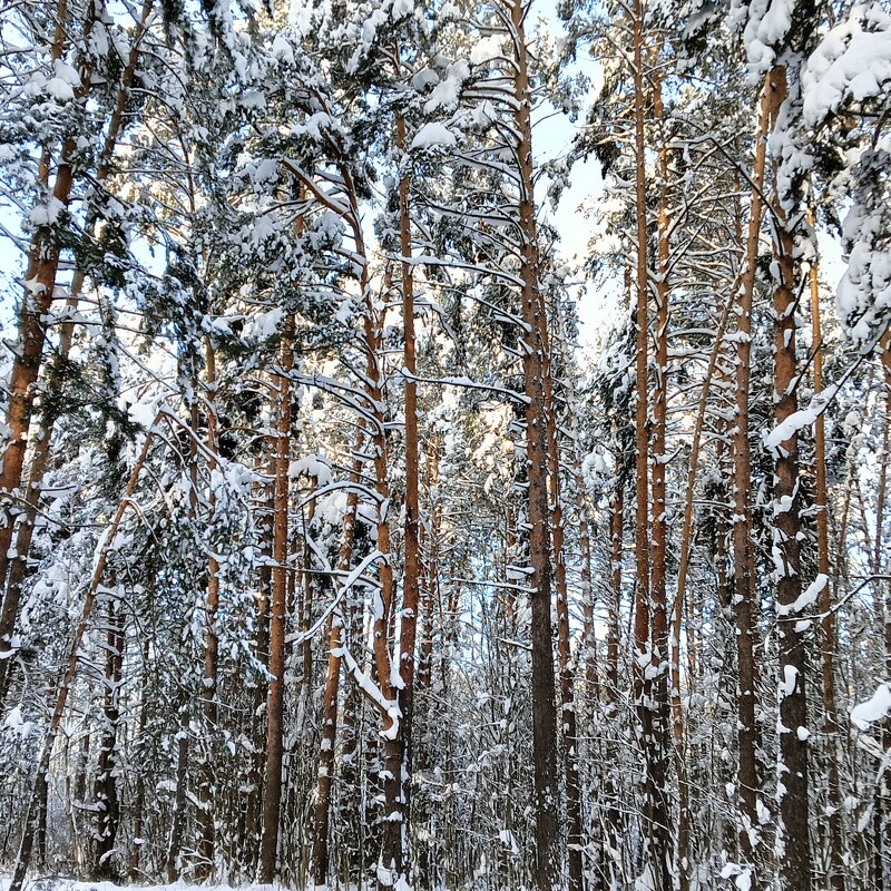 снег сосны - Владимир 