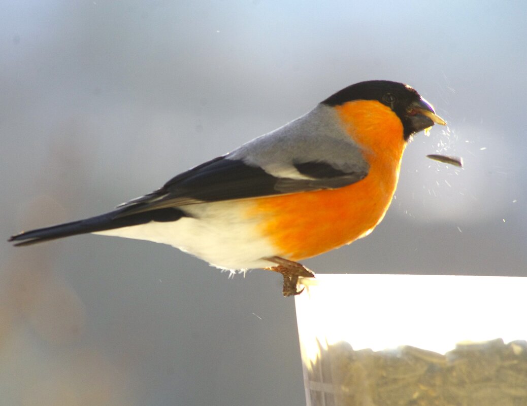 Снегирь... - Юрий Куликов