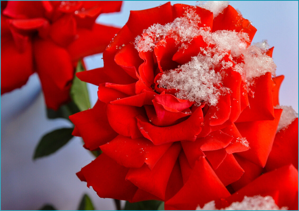 С Днём Ангела, Татьяны! - Татьяна Машошина