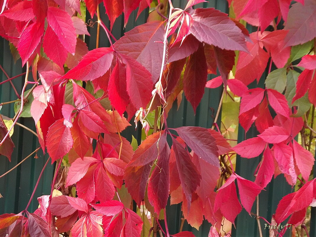 Красные листья - Freddy 97