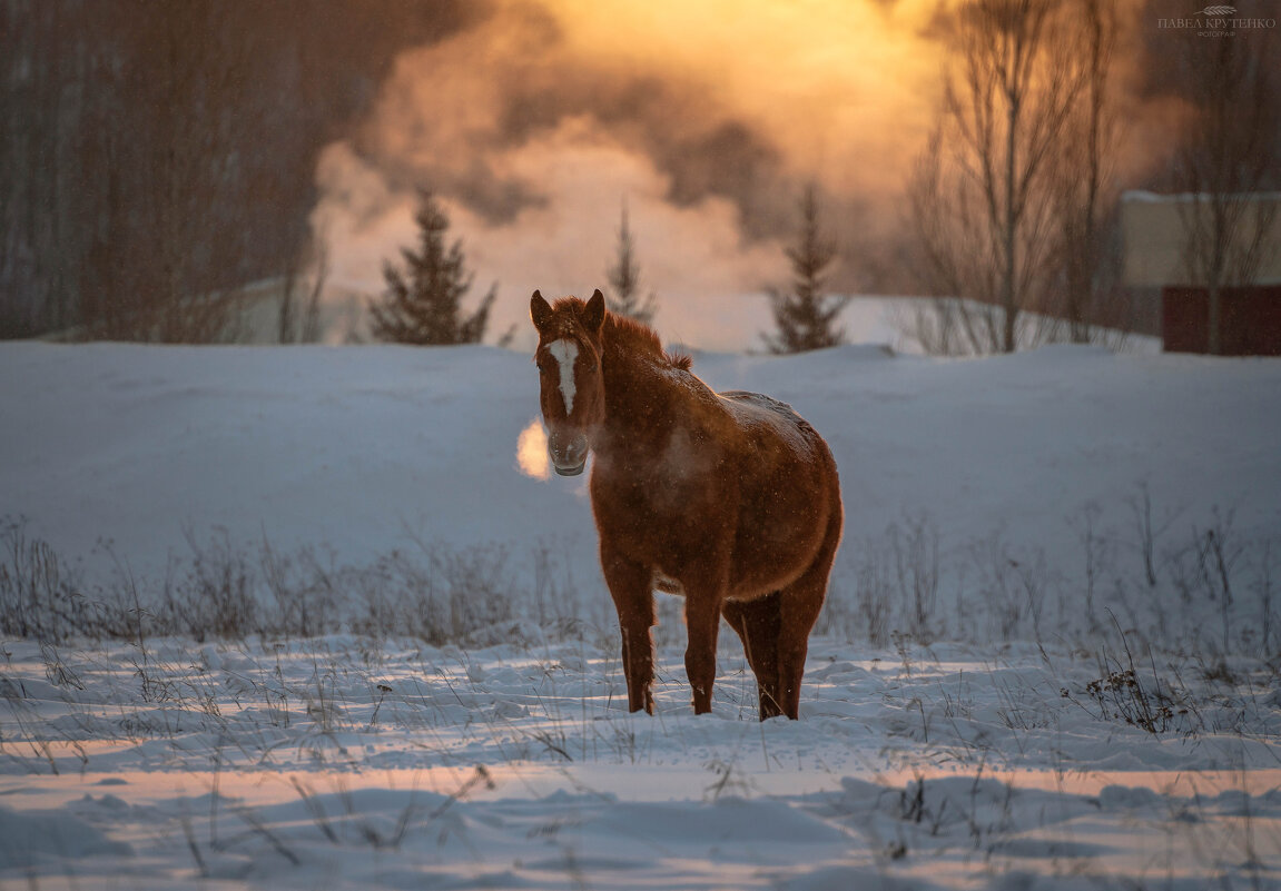 Красивый конь у зимней дороги. - Павел Крутенко Красивый конь у зимней дороги. - Павел Крутенко
