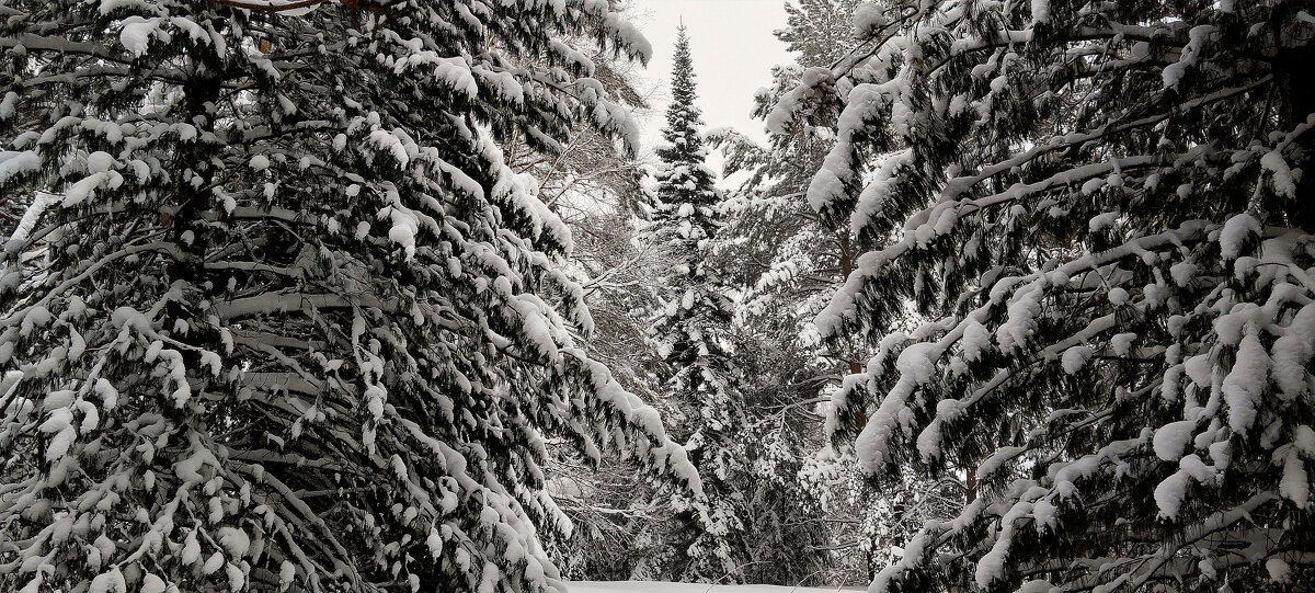 Снежная сказка!!! - Радмир Арсеньев