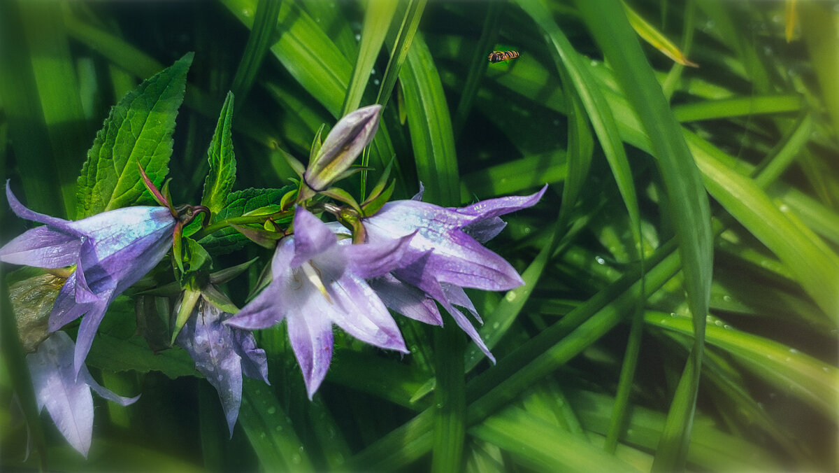 Маленький Мух - AZ east3