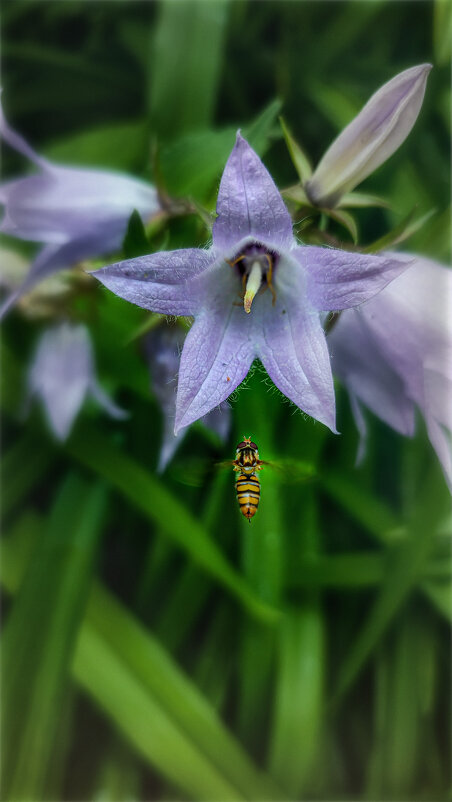 Маленький Мух - AZ east3