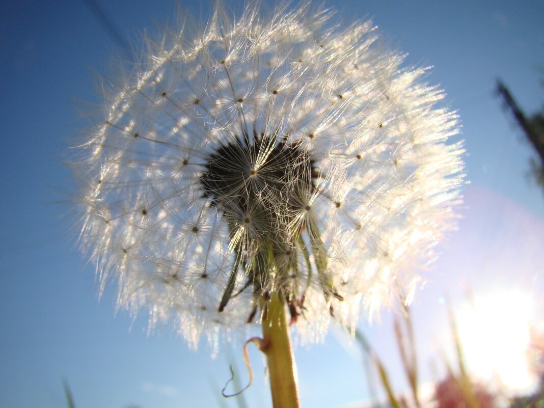 Одуван)) - Prizrak 777