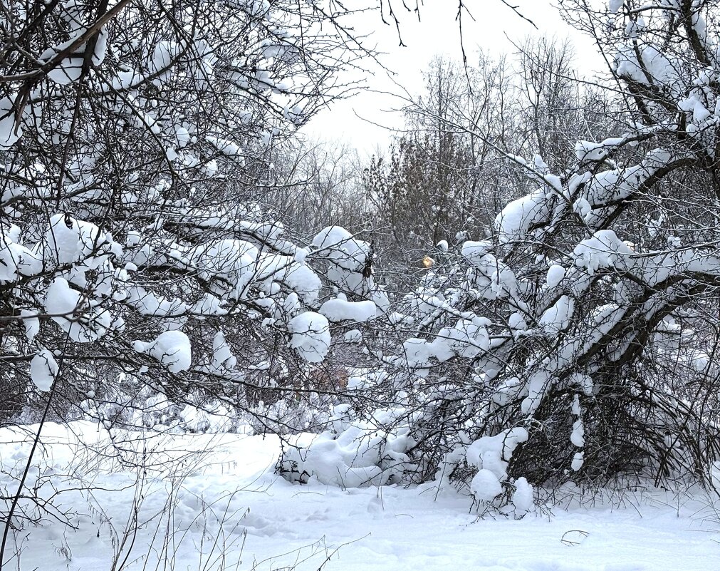 Под тяжестью снега - Мария - Maria Под тяжестью снега - Мария - Maria
