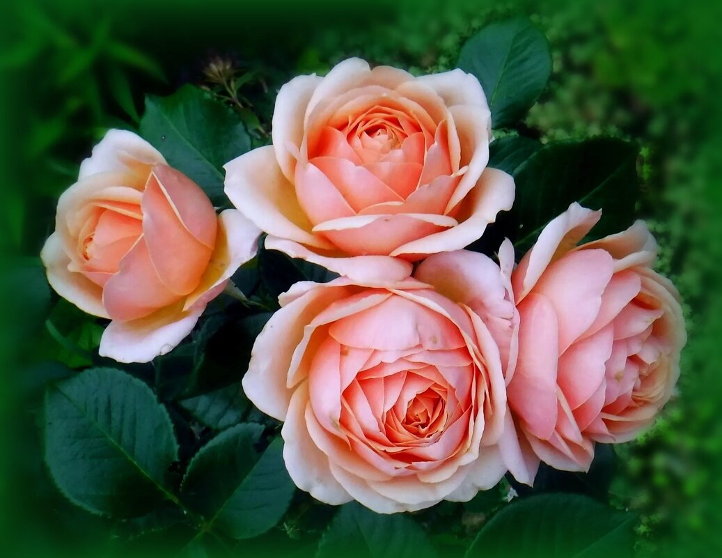 Розачка - Елена Сухорученкова