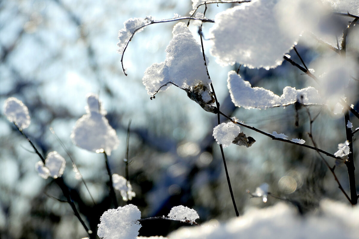картинки января 26г. 7 - Александр Прокудин картинки января 26г. 7 - Александр Прокудин