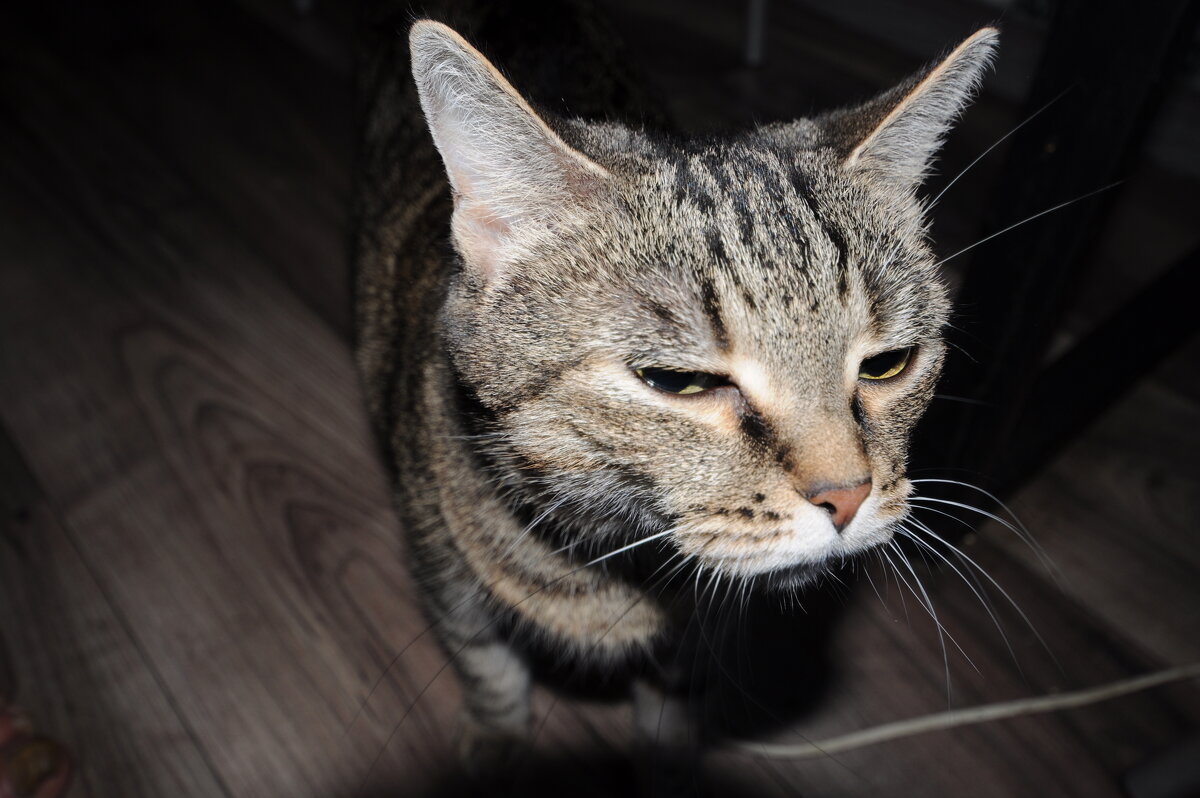 коша - Александр 