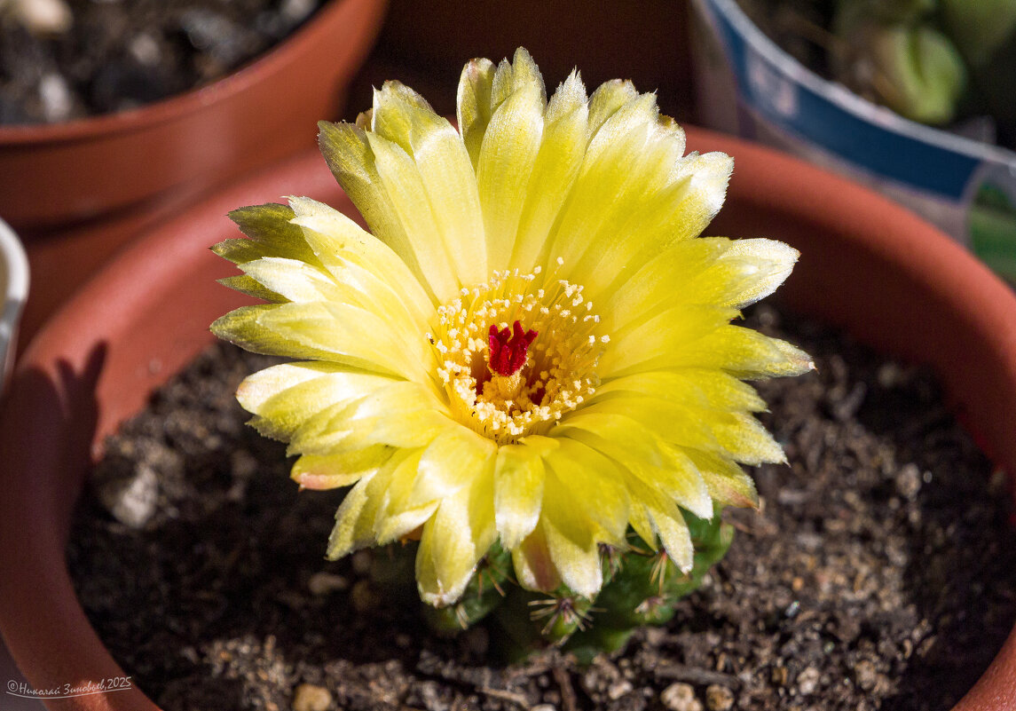 Цветение солнечного кактуса - Николай Зиновьев