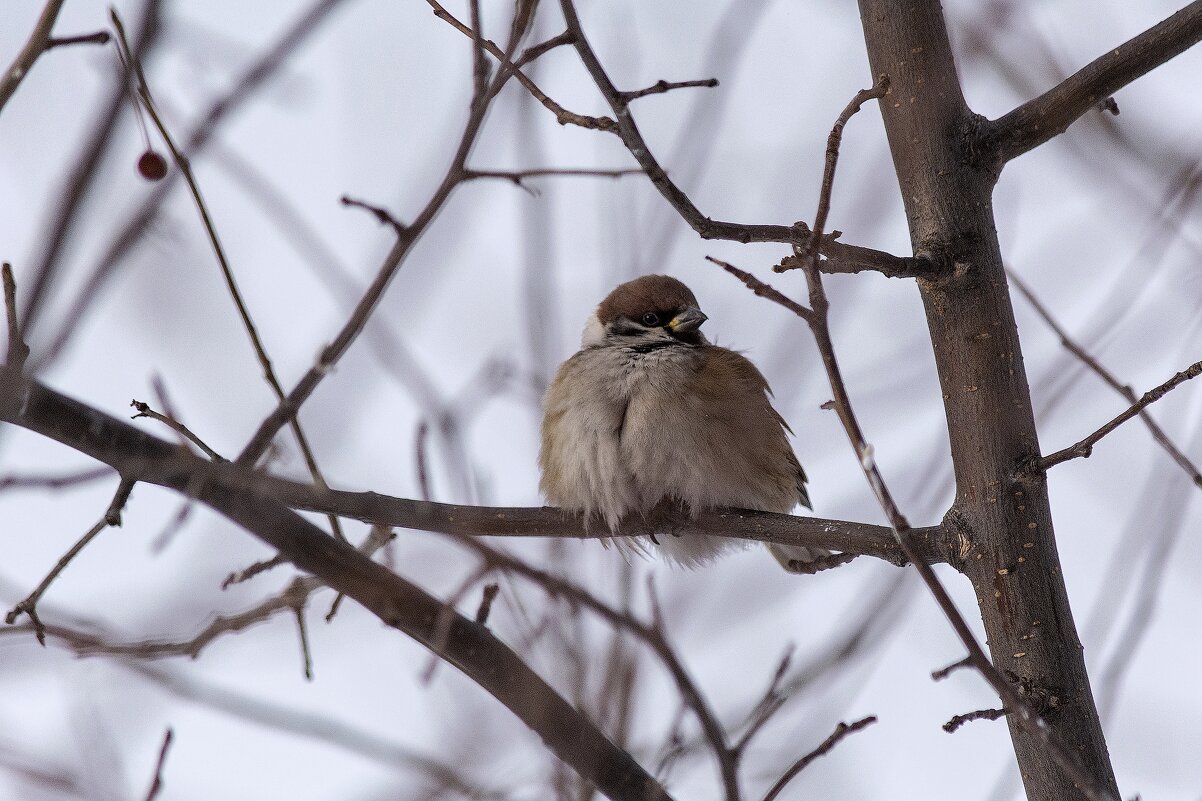 *** - Виктор Иванович Чернюк