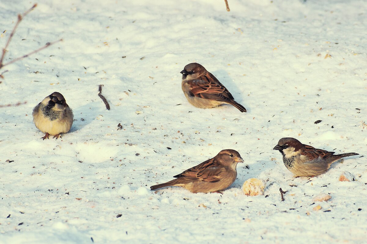 В ожидании семечек. - Татьяна Помогалова