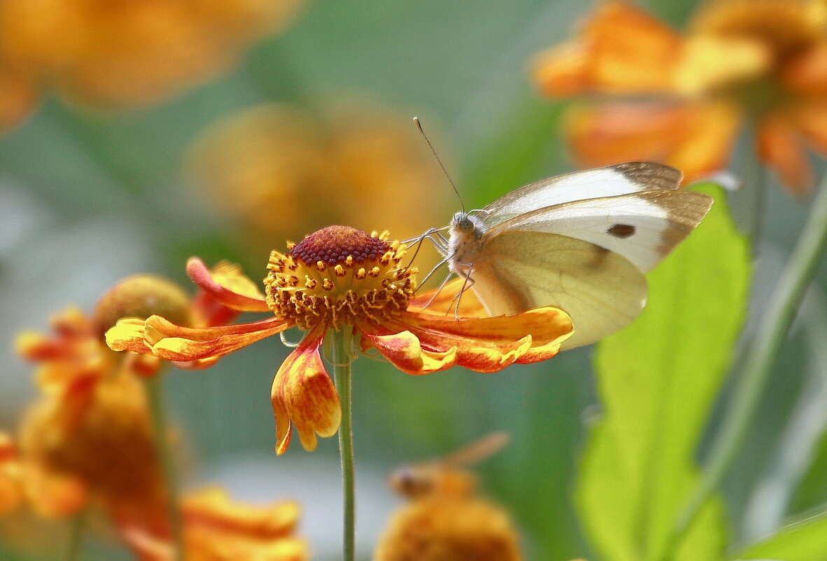 вновь про лето... - Andrey Bragin вновь про лето... - Andrey Bragin