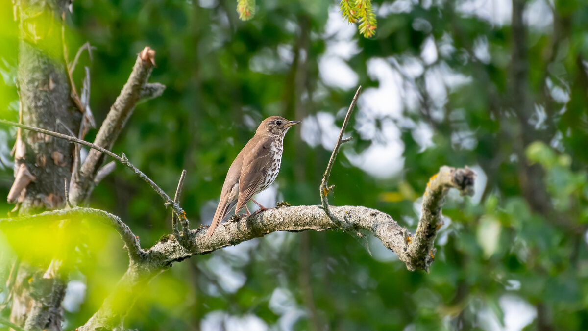 Певчий дрозд - Владимир Лазарев
