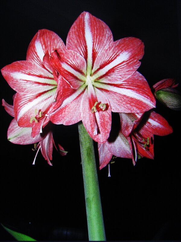 Красота в комнате - Людмила Смородинская