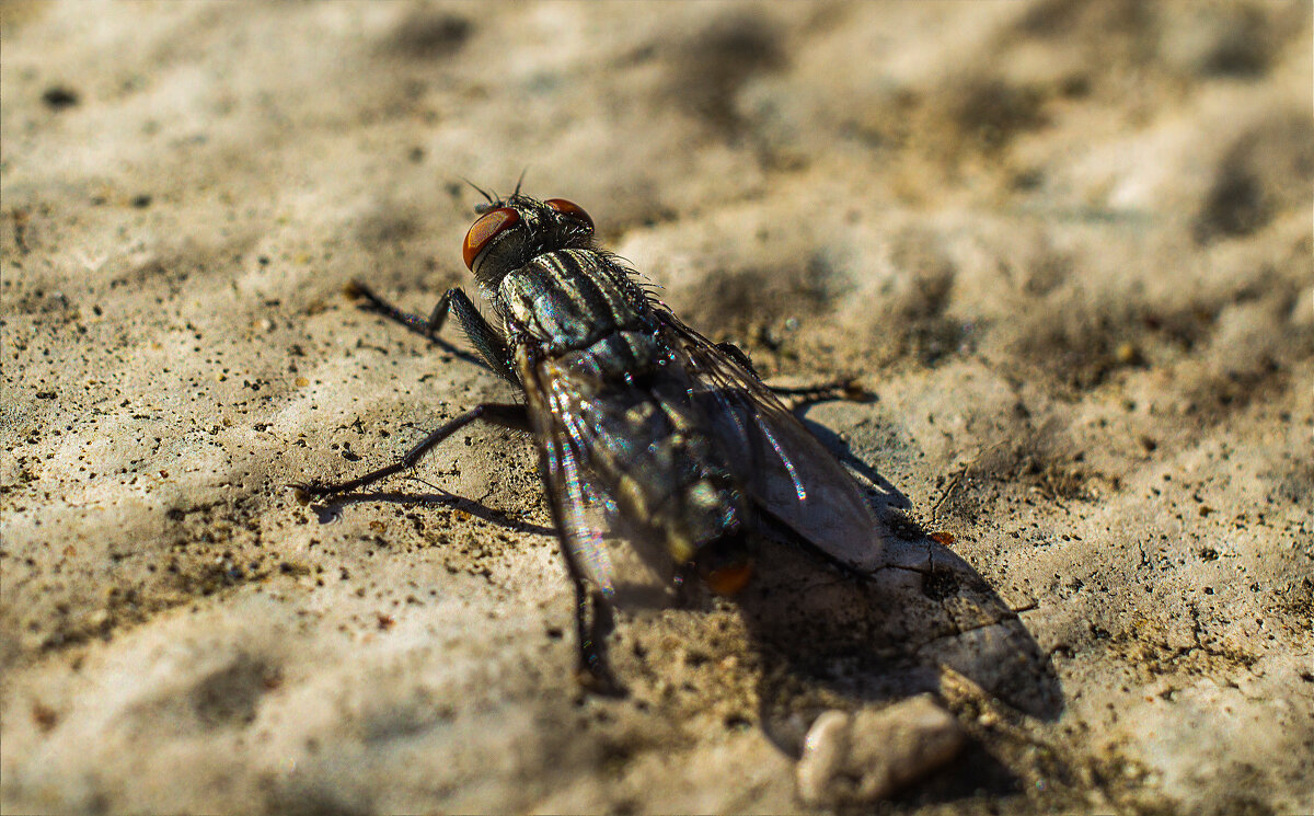 Муха обыкновенная - Андрей C