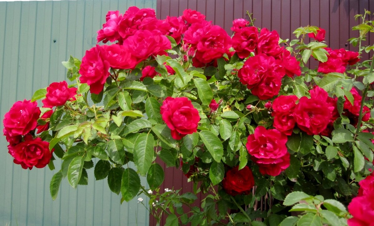 летний куст  у забора... - Галина Флора