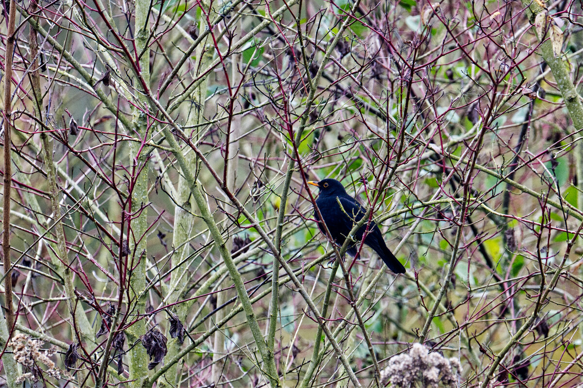 Дрозд - Jakob Dick